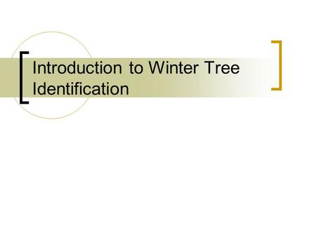 Introduction to Winter Tree Identification. Coniferous Trees These are trees that hold on to their leaves all year round. Their leaves are needle or scale-like.