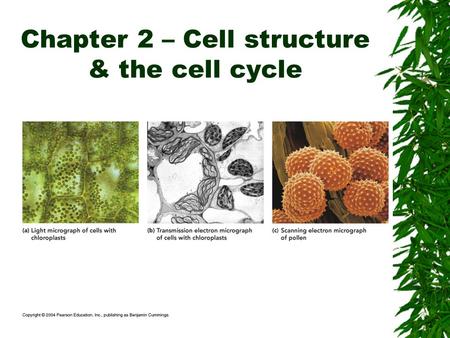 Chapter 2 – Cell structure & the cell cycle. Plant Cells.
