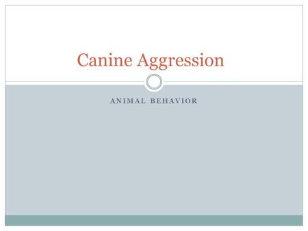 ANIMAL BEHAVIOR Canine Aggression. Don’t Label the Dog! Identify the ______________…correctly Work with the animal, don’t ___________them. Understand.