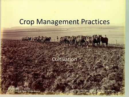 Crop Management Practices Cultivation. Preparing the soil Plants need nutrients to grow so it can be a good idea to apply fertilizer to the paddock you.