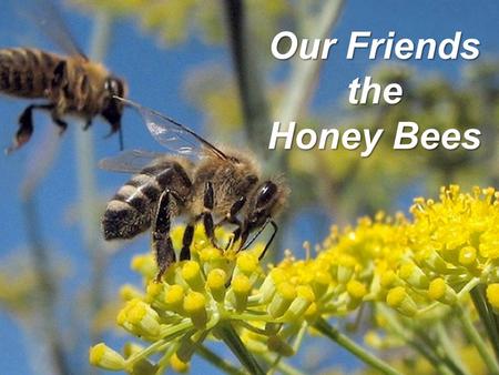 Our Friends the Honey Bees. Brought to you by the.
