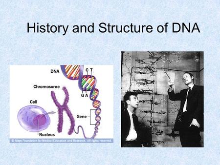 History and Structure of DNA. Deoxyribonucleic Acid A double-stranded polymer of nucleotides (each consisting of a deoxyribose sugar, a phosphate, and.
