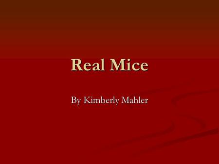 Real Mice By Kimberly Mahler What Mice Eat Mice eat small berries, caterpillars, beetles, grasshoppers, leafhoppers and underground fungus. Mice have.