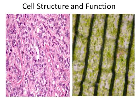 Cell Structure and Function. Cell Theory All living organisms are made of cells. Cells are small aqueous solution (cytoplasm) organelles (subcellular.