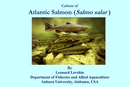 Culture of Atlantic Salmon (Salmo salar ) By Leonard Lovshin Department of Fisheries and Allied Aquaculture Auburn University, Alabama, USA.
