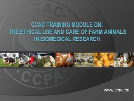 Www.ccac.ca.  This training module applies to all farm animals used in biomedical research including: dairy and beef cattle dairy and beef cattle sheep.