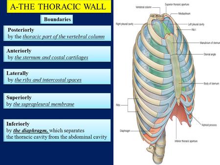 A-THE THORACIC WALL A-THE THORACIC WALL Boundaries Boundaries
