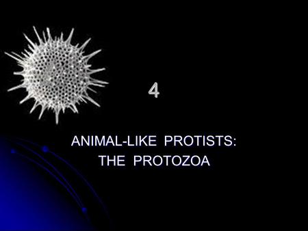 ANIMAL-LIKE PROTISTS: THE PROTOZOA