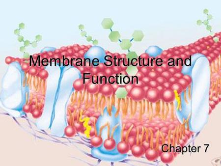 Membrane Structure and Function Chapter 7. TEM of Phospholipid Bilayer.