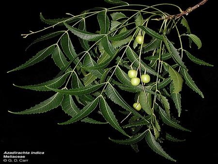 Medicinal Use of Neem. Introduction of Neem Tall ever green tree  Native to South Asia  Nim, Nimmi, Vepa, Tamarkha  Azadiracta Indica  Melia Azadirachta.