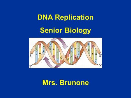DNA Replication Senior Biology Mrs. Brunone.