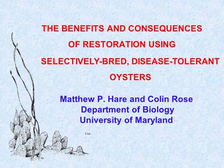 Matthew P. Hare and Colin Rose Department of Biology University of Maryland THE BENEFITS AND CONSEQUENCES OF RESTORATION USING SELECTIVELY-BRED, DISEASE-TOLERANT.