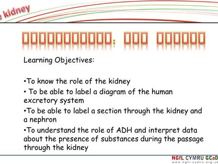 Learning Objectives: To know the role of the kidney To be able to label a diagram of the human excretory system To be able to label a section through the.