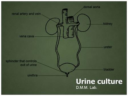 Urine culture D.M.M. Lab..