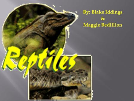 By: Blake Iddings & Maggie Bedillion.  There’s about 6500 known species of reptiles  Split into 3 different orders:  Turtles  Lizards and Snakes 