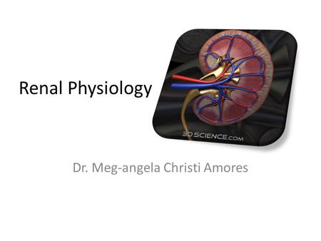 Renal Physiology Dr. Meg-angela Christi Amores. The Kidney Functional Anatomy – two kidneys lie on the posterior wall of the abdomen – Outside the peritoneal.