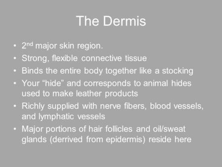 The Dermis 2nd major skin region. Strong, flexible connective tissue