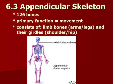 6.3 Appendicular Skeleton