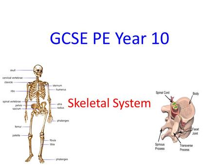 GCSE PE Year 10 Skeletal System.