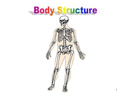 Body Structure Body Structure.