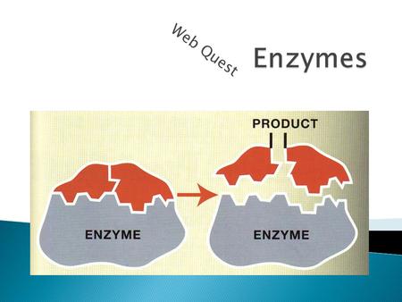 Web Quest.  Enzymes are proteins that speed up chemical reactions in the body.