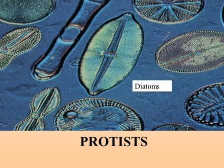 PROTISTS Diatoms. Commonalities / Differences in the Protist Kingdom All are eukaryotes (cells with nuclei). Live in moist surroundings. Unicellular or.