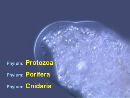 Phylum: Protozoa Phylum: Porifera Phylum: Cnidaria.