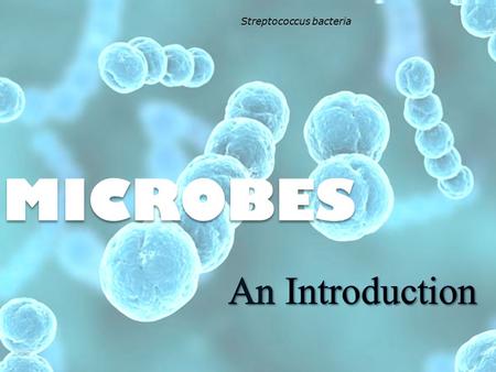 Streptococcus bacteria. Microbes are microscopic organisms—too tiny to see without a microscope. They are abundant on Earth. They live everywhere—in air,