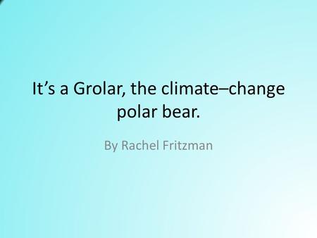 It’s a Grolar, the climate–change polar bear. By Rachel Fritzman.