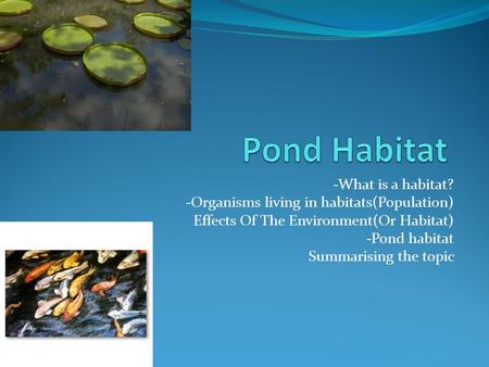 Pond Habitat -What is a habitat?