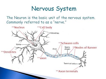 Nervous System The Neuron is the basic unit of the nervous system. Commonly referred to as a “nerve.” **Nucleus **Cell body **Schwann cells **Nodes of.