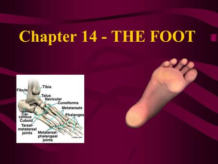 Chapter 14 - THE FOOT.