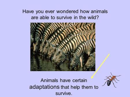 Have you ever wondered how animals are able to survive in the wild?