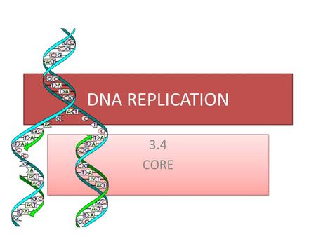 DNA REPLICATION 3.4 CORE 3.4 CORE. 3.4.1 Explain DNA replication in terms of unwinding the double helix an separation of the strands by helicase, followed.