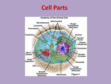 Cell Parts. A cell is like a human body because the both contain things that are vital to survival.