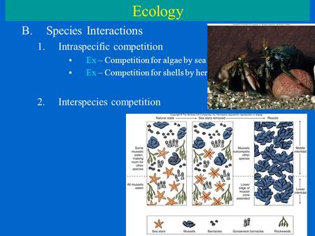 Ecology B.Species Interactions 1.Intraspecific competition Ex – Competition for algae by sea urchins Ex – Competition for shells by hermit crabs 2.Interspecies.