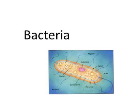 Bacteria.