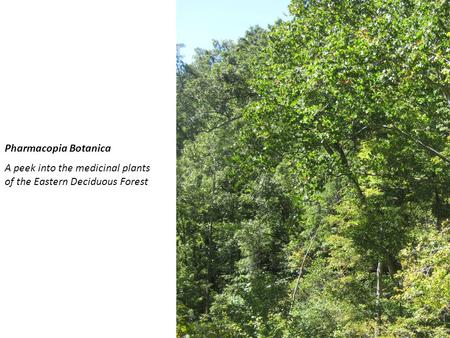 Pharmacopia Botanica A peek into the medicinal plants of the Eastern Deciduous Forest.