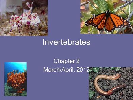 Invertebrates Chapter 2 March/April, 2012.