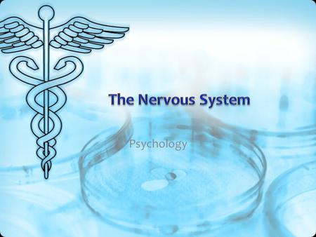 The Nervous System Psychology.