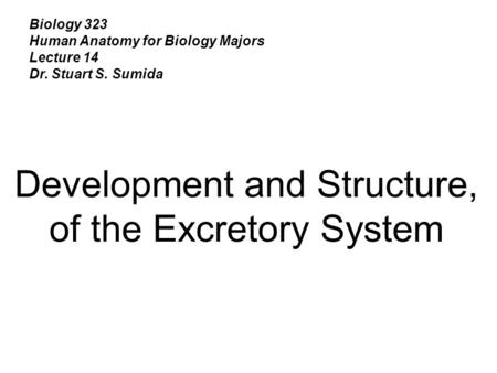 Biology 323 Human Anatomy for Biology Majors Lecture 14 Dr. Stuart S. Sumida Development and Structure, of the Excretory System.