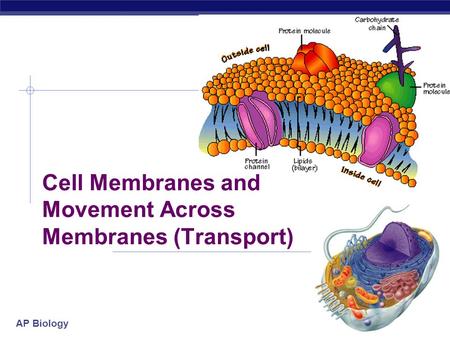 Cell Membranes and Movement Across Membranes (Transport)