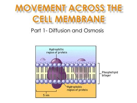 Part 1- Diffusion and Osmosis. I. The Cell Membrane cell membrane into The cell membrane controls what moves into and out of out of the cell lipidbilayer.