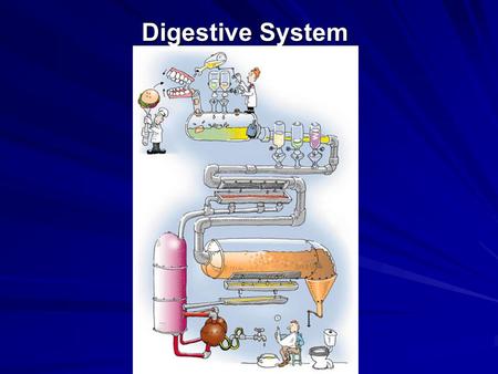 Digestive System.