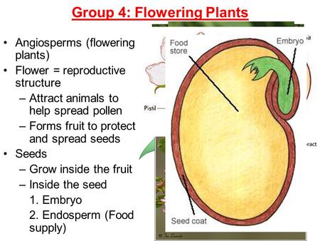 Group 4: Flowering Plants Angiosperms (flowering plants) Flower = reproductive structure –A–Attract animals to help spread pollen –F–Forms fruit to protect.