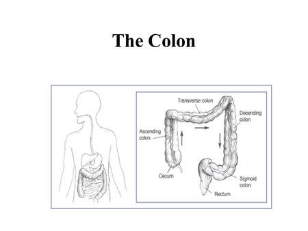 The Colon. BLOOD SUPPLY OF THE COLON Physiological Function Fluid re-absorption –reabsorbs 1.5-2 litres per day Storage Elimination Enteric flora.