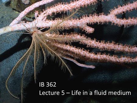 IB 362 Lecture 5 – Life in a fluid medium. Marine Biology: Function, Biodiversity, Ecology, 3/e Levinton Copyright © 2009 by Oxford University Press,