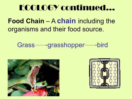 ECOLOGY continued… Food Chain – A chain including the organisms and their food source. Grass grasshopper bird.