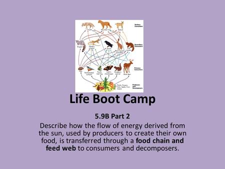 Life Boot Camp 5.9B Part 2 Describe how the flow of energy derived from the sun, used by producers to create their own food, is transferred through a food.