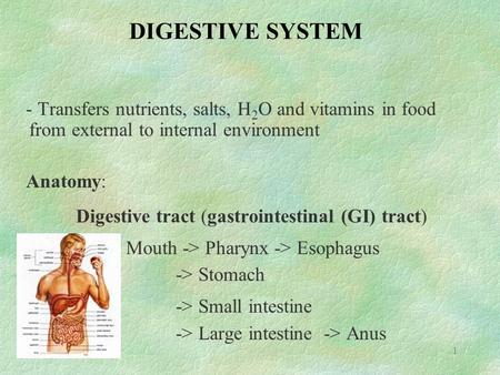 1 DIGESTIVE SYSTEM - Transfers nutrients, salts, H 2 O and vitamins in food from external to internal environment Anatomy: Digestive tract (gastrointestinal.
